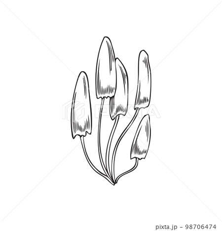 Forest fungus or mushrooms plants engraving vector illustration isolated. 98706474