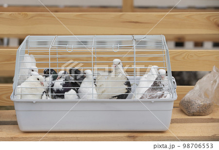 Post domestic pigeons sit in a cage. 98706553