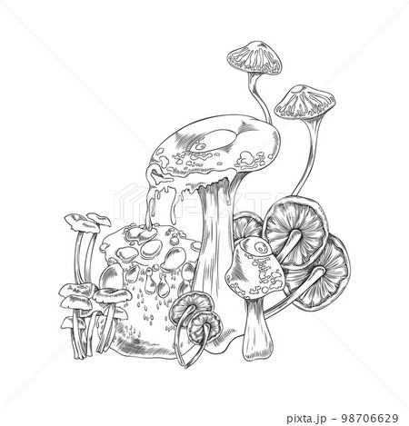 Toadstools and mushrooms fantasy plants hatching vector illustration isolated. Toadstools and mushrooms fantasy plants hatching vector illustration isolated. 98706629