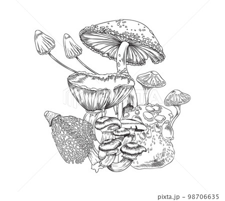 Forest mushrooms fungus, hand drawn engraving vector illustration isolated. 98706635