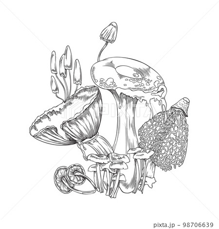 Forest toadstools and mushrooms plants engraving vector illustration isolated. 98706639