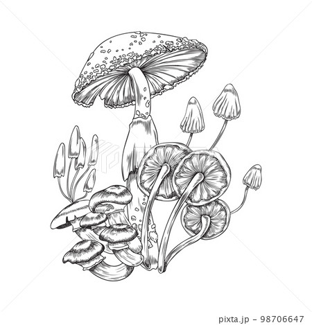 Magic fairy tail poisonous mushrooms hand drawn vector illustration isolated. 98706647