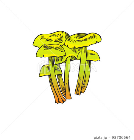 Hallucinogens narcotic toadstool mushrooms bright vector illustration isolated. Hallucinogens narcotic toadstool mushrooms bright vector illustration isolated. 98706664