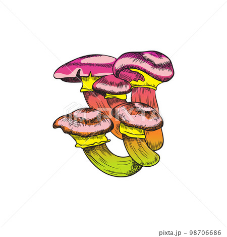 Magic toxic mushrooms from fairy tale or fantasy vector illustration isolated. 98706686