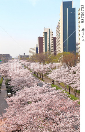 上から見た葛西用水桜通り(東京都足立区) 上から見た葛西用水桜通り(東京都足立区) 98706752