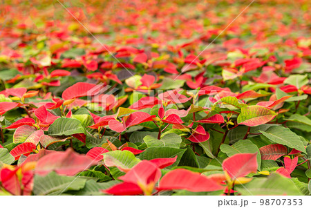 Young poinsettia plants Young poinsettia plants 98707353