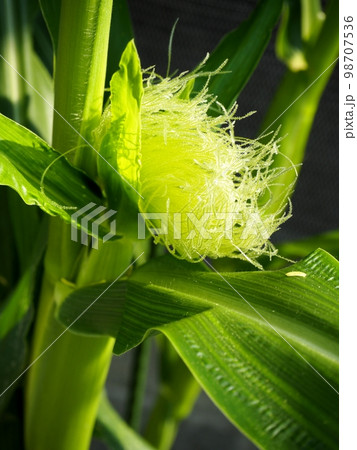 トウモロコシの雌花 98707536