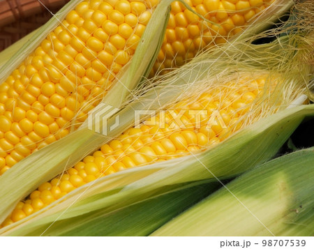 トウモロコシ 98707539
