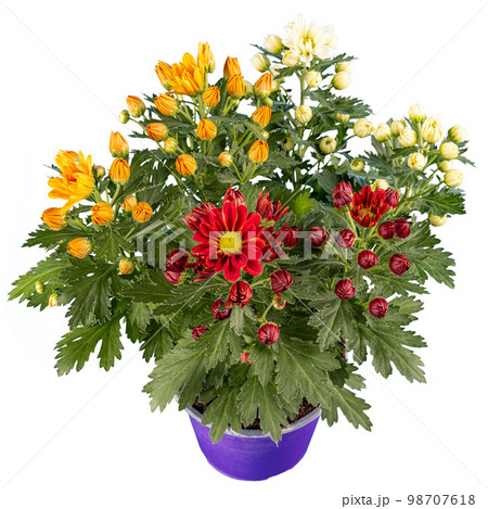 Bouquet of colorful chrysanthemums flowers 98707618