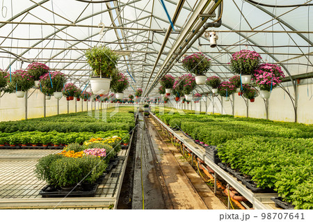 Chrysanthemums plants growing indoor 98707641