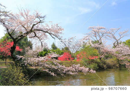 清水公園 満開の桜と花桃(千葉県野田市) 清水公園 満開の桜と花桃(千葉県野田市) 98707660