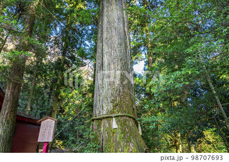 【神奈川県】箱根神社の御神木である安産杉 98707693