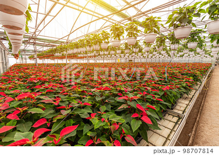 Poinsettia growing in pots Poinsettia growing in pots 98707814
