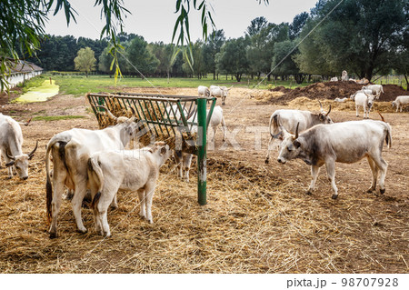 Hungarian gray cows Hungarian gray cows 98707928