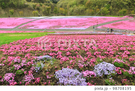 栃木県芝ざくら公園の満開の芝桜 栃木県芝ざくら公園の満開の芝桜 98708195
