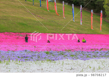 栃木県芝ざくら公園の満開の芝桜 栃木県芝ざくら公園の満開の芝桜 98708217