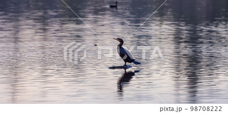 Double-crested Cormorant Bird in Deer Lake 98708222