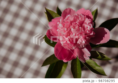 Beautiful peony flower on pink color close up. Fresh cut flowers green leaf for decoration home. Delivery flower 98708295