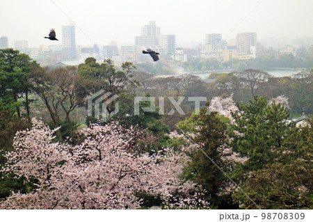 満開の桜と飛行するカラス 満開の桜と飛行するカラス 98708309
