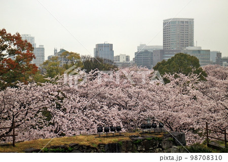 福岡城址の桜とビル群 福岡城址の桜とビル群 98708310