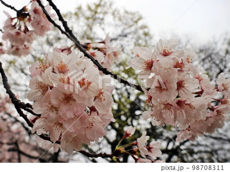 可憐な満開の桜 可憐な満開の桜 98708311