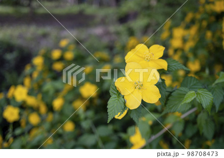 一重咲きのヤマブキの花をクローズアップ・春 98708473