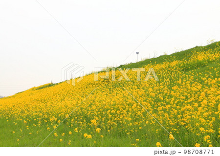 江戸川土手に咲く菜の花ロード（千葉県） 98708771