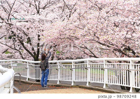 東綾瀬公園の三枚田橋（さんまいだばし）で桜を撮る人 98709248
