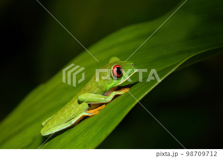 Red-eyed tree frog (Agalychnis callidryas) Cano Negro, Costa Rica wildlife 98709712