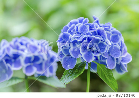 紫陽花 紫陽花 98710140