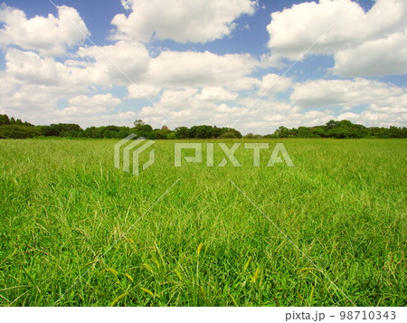初秋の水元公園のメヒシバとオヒシバの生える草原と林風景 98710343