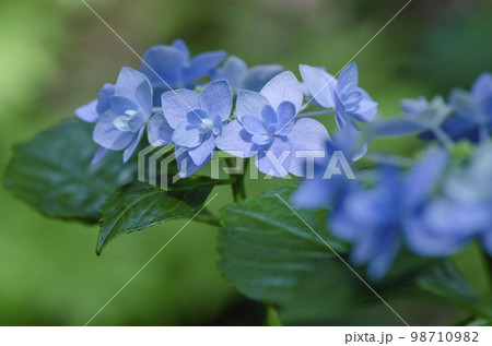 ガクアジサイ 98710982