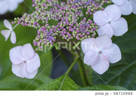 ガクアジサイ ガクアジサイ 98710988