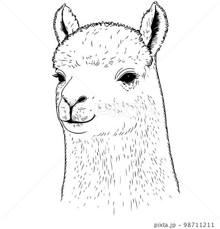 camelid animal head called alpaca camelid animal head called alpaca 98711211