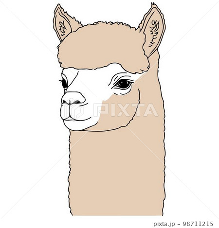 camelid animal head called alpaca camelid animal head called alpaca 98711215