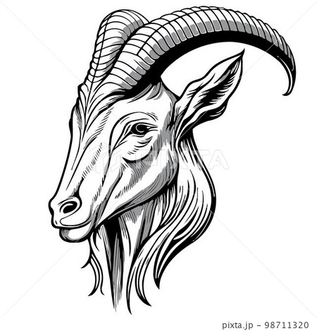animal head domestic goat 98711320