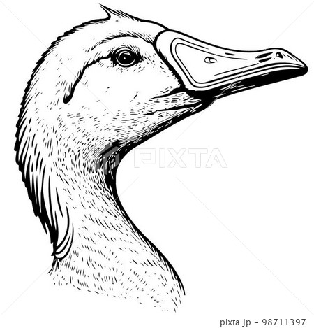 animal head goose a waterfowl bird animal head goose a waterfowl bird 98711397