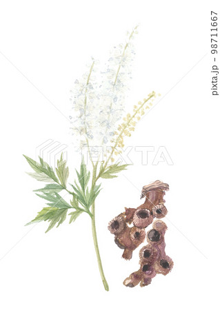 サラシナショウマ 花と根 サラシナショウマ 花と根 98711667