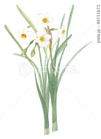 日本水仙　ニホンスイセン 98711671