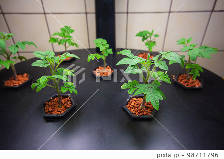 Growing tomatoes indoors. Aeroponic plant for growing plants. Tomatoes indoors. Growing tomatoes indoors. Aeroponic plant for growing plants. Tomatoes indoors. 98711796