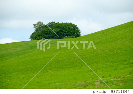 6月の美瑛の風景 98711844