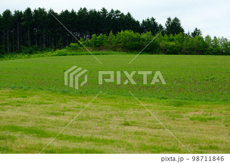 6月の美瑛の風景 6月の美瑛の風景 98711846