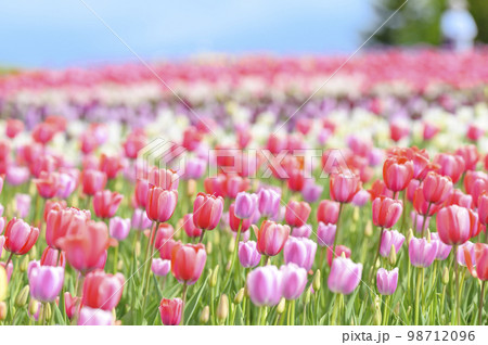 満開のチューリップ畑 98712096