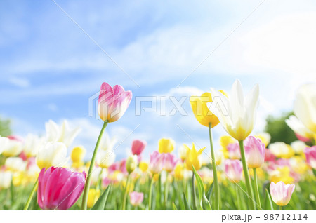 満開のチューリップと青空 98712114