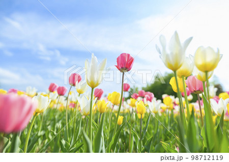 満開のチューリップと青空 98712119