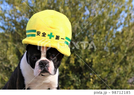 安全第一のヘルメット形の黄色い帽子を被って可愛く見つめるボストンテリアのマイティくん♡ 98712185