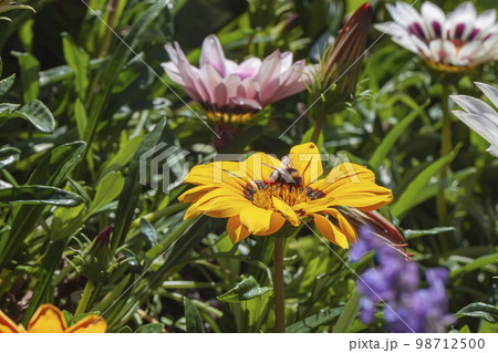 Honey bee pollinating pollen on yellow flower on sunny day. Natural summer background Honey bee pollinating pollen on yellow flower on sunny day. Natural summer background 98712500