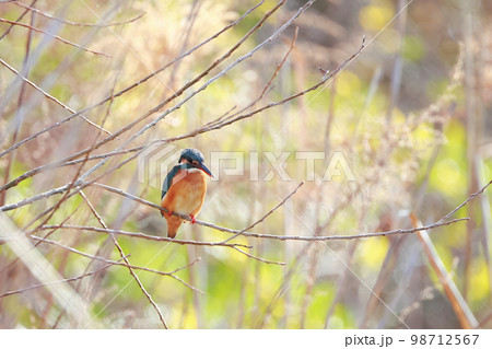 魚を狙うカワセミ 98712567