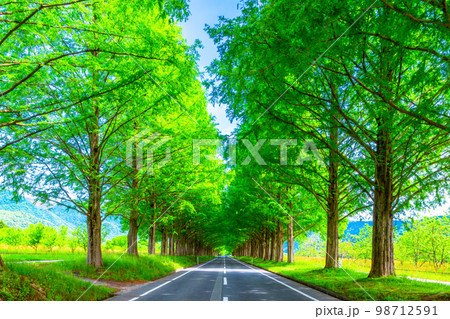 マキノ高原 メタセコイア並木の新緑 マキノ高原 メタセコイア並木の新緑 98712591
