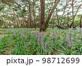 フル 夏 花 98712699